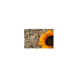 Graines de Tournesol Décortiquées Bio - vrac pro | BioGoût