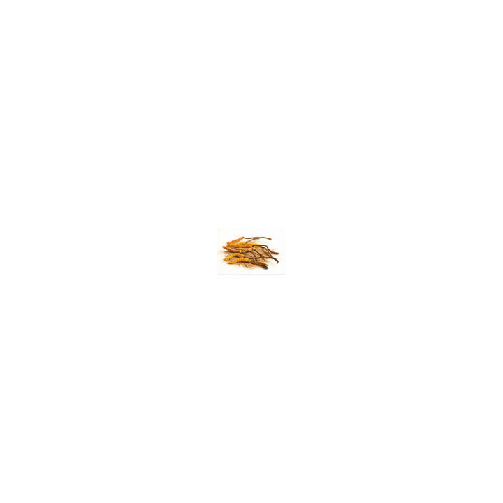 Cordyceps en Poudre Bio - vrac professionnel | BioGoût