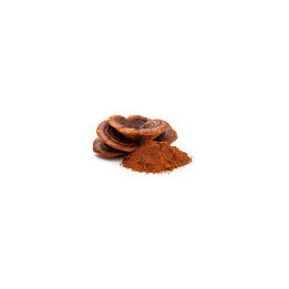 Reishi en Poudre Bio - vrac professionnel | BioGoût