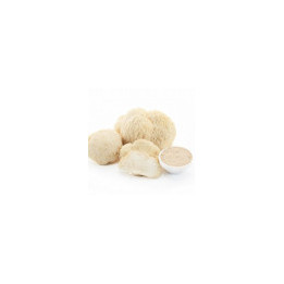 Héricium Lion's Mane en Poudre Bio - vrac pro | BioGoût