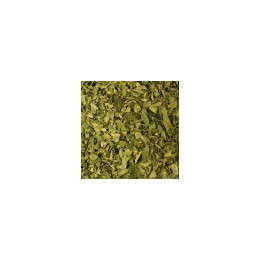 Feuilles de Moringa Bio - vrac professionnel | BioGoût